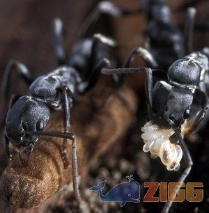 Formigas inspiram novo software antivírus