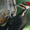 Woodpecker Screensaver