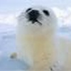 Harp Seal Windows 7 Theme