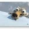 Ice Age 4 Windows 7 Theme