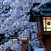 Cherry Blossom Windows 7 Theme