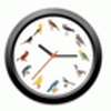 BirdClock