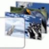 Penguins Windows 7 Theme