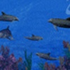 3D Dolphin Reef