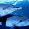 Free Dolphin Screensaver