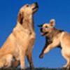 Dogs 6 Screensaver