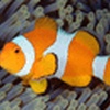 Ocean Life 2 Screensaver