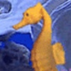 3D Seahorses