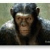 Rise of the Planet of the Apes Windows 7 Theme
