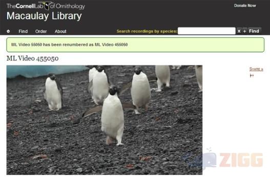 Macaulay Library 1 big 0e600a603cb414243d08221ec82c7e73 macaulay library pUwDaXH 1