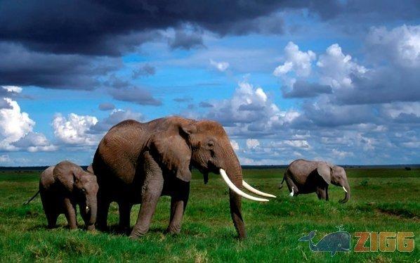 African Elephants ScreenSaver 1 big 1236695134 27039 yWuPOtf