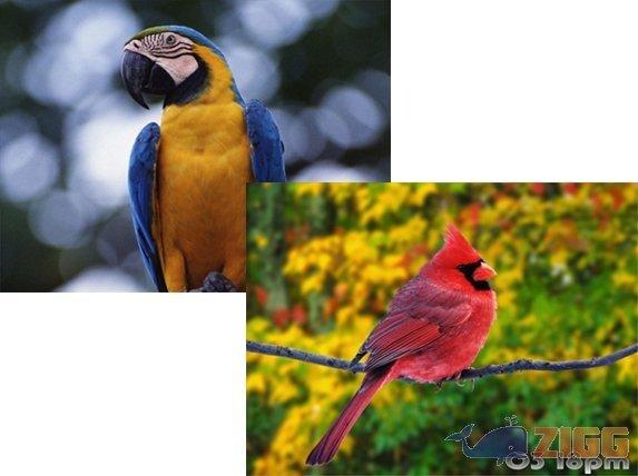 Bright Birds Free Screensaver 1 big 1260901978 32219 aQNFYb2