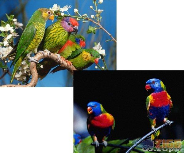 Bright Birds Free Screensaver 2 big 1260901990 32219 nWrebgn