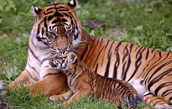 Tema Tigres Windows 7 1 big 1314385920 7169 qzNYBYe 1