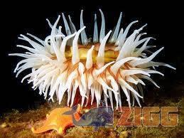 National Geographic Underwater Sea Life Screensaver 1.0 1 big 1363270786 23813 MclCnao