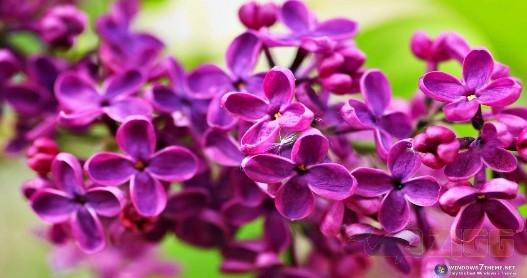 Lilac Flowers Windows 7 Theme 1 big 3aa4cd43bdcc2dffb652b665e718a51d lilac flowers windows 7 theme EcgArXO 1