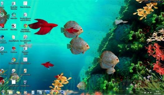 Coral Reef Aquarium 3D 1 big 44756a50edeee00e6ea30ade65505a1e coral reef aquarium 3d oTBaF9z 1