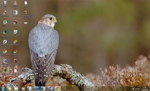 Raptors theme 1 big 76af33db6e2a928133edfdc3fea40778 raptors theme 4ohjlNt 1