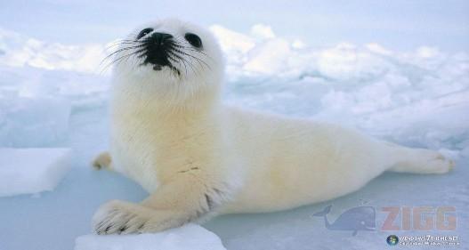 big 84be6fe9c477156592ea923e9aea9682 harp seal windows 7 theme XDxcuXI 1