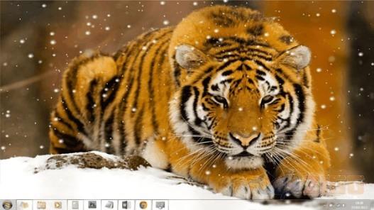 Wild Tigers Animated Wallpaper 1 big e93eeaab5021467fb3af1f9c62516af9 wild tigers animated wallpaper 2X2paUB 1