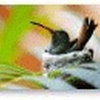Hummingbird Windows 7 Theme