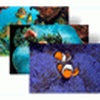 Tropical Fish Theme