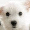Papel de Parede: Cachorrinho