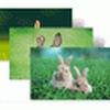 Year of the Rabbit