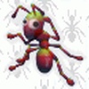 12-Ants