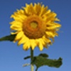 Pixenate